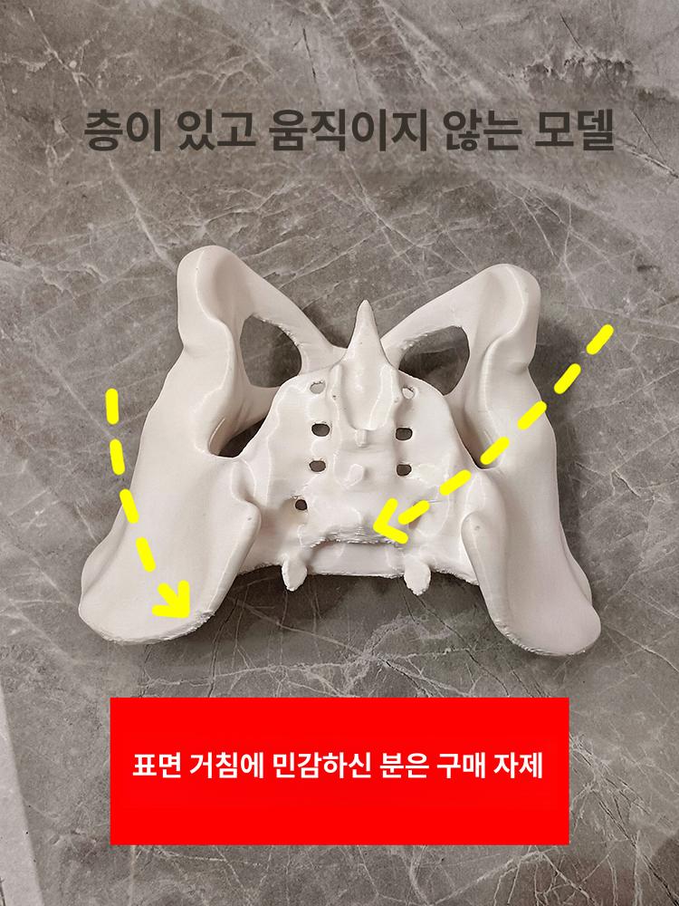 골반 모형 정형외과 해부학 실습 교육 골격 여성 엉덩이 미니 모델 미니 분리형 - 상세 이미지 4