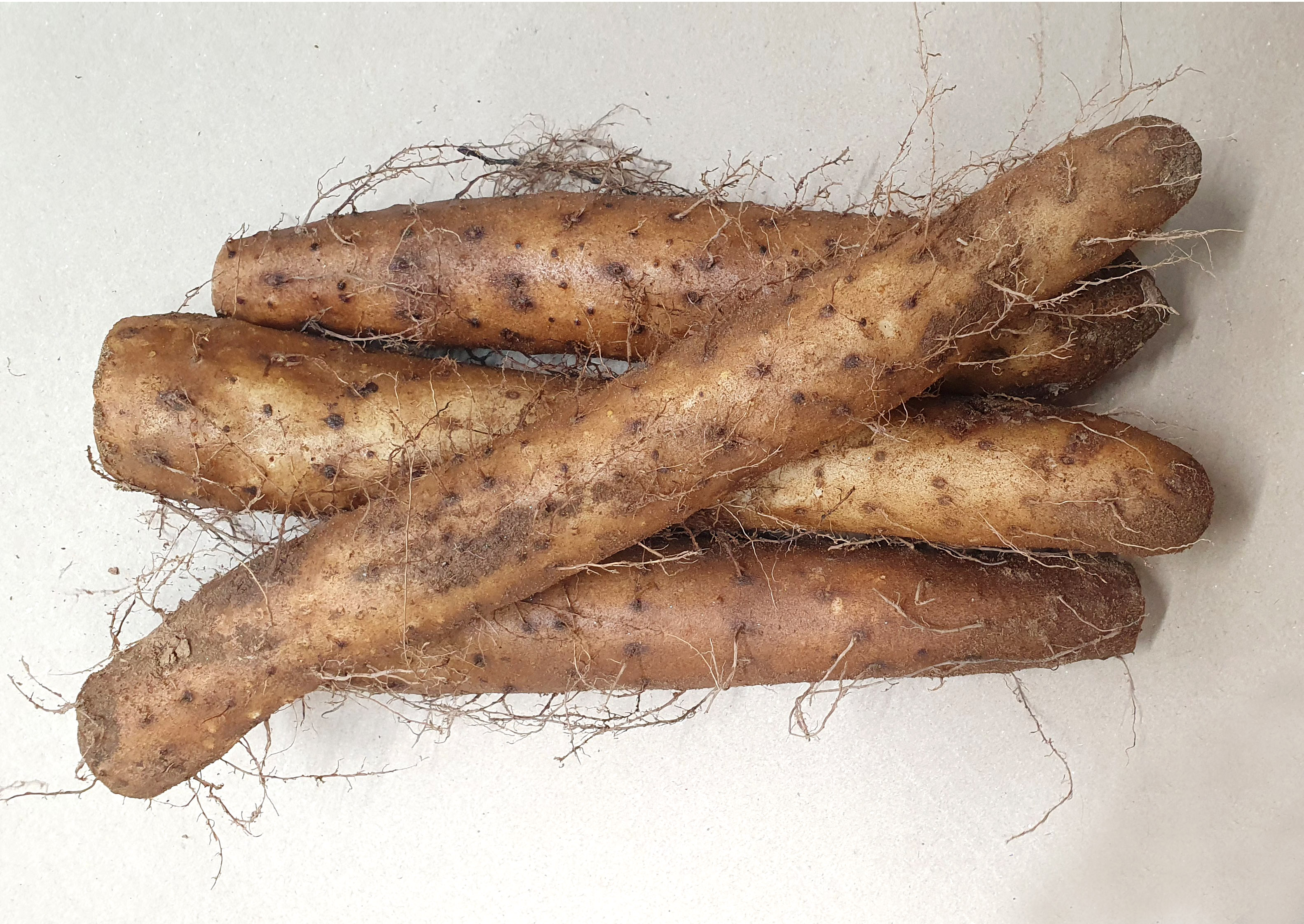 마 장마 생마 국산 경상도 1kg 3kg - 상세 이미지 2