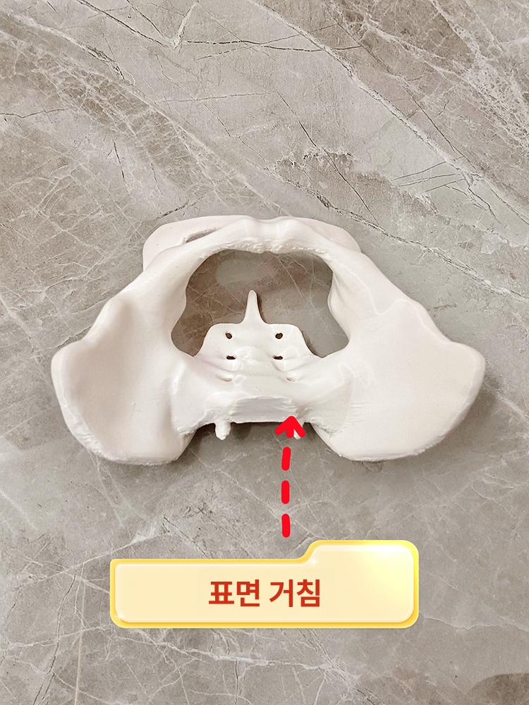 골반 모형 정형외과 해부학 실습 교육 골격 여성 엉덩이 미니 모델 미니 분리형 - 상세 이미지 3
