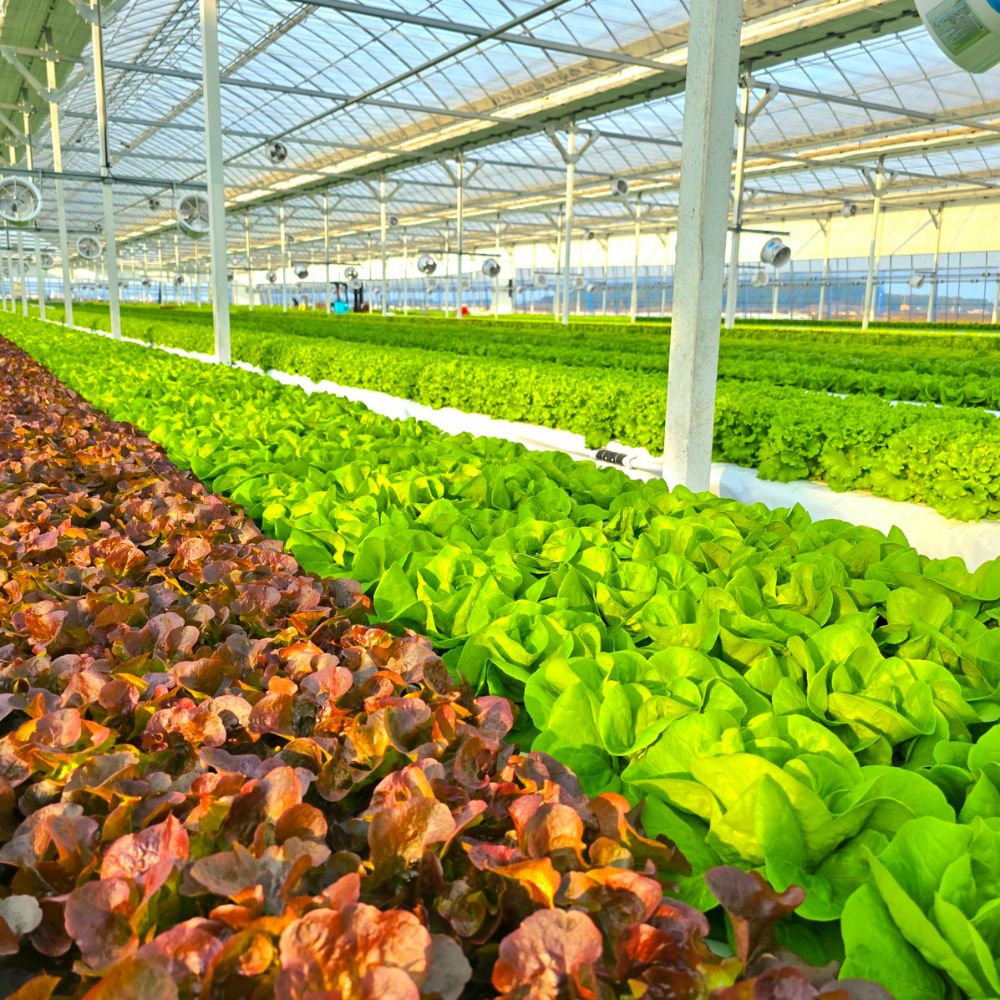 [팜포라이프] 유러피안샐러드 야채 1kg 유럽 상추 쌈 채소 프릴아이스 카이피라 제품 이미지