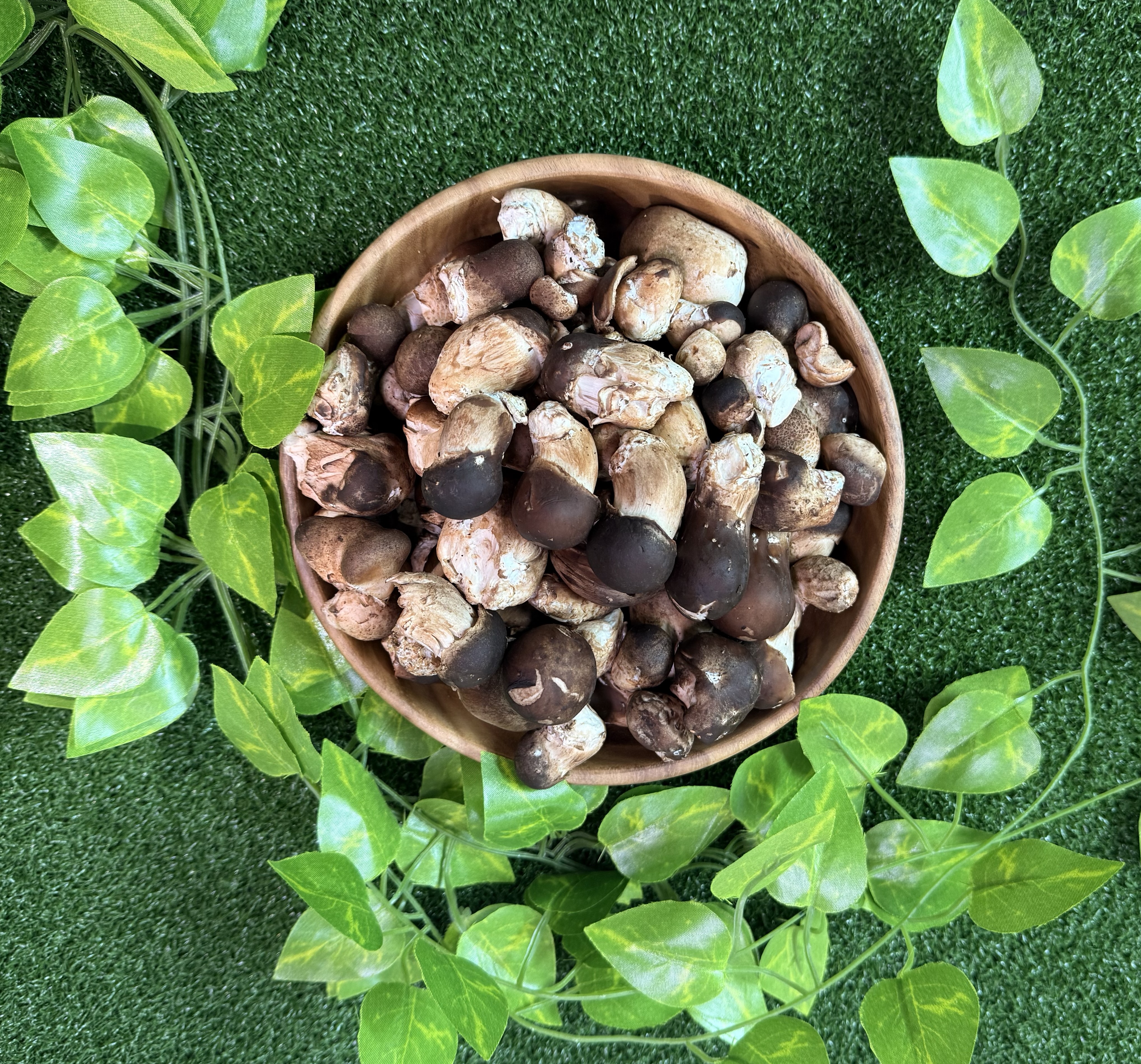 송이송이팜 참송이버섯 유기농가정용 참송이버섯 500g - 상세 이미지 4