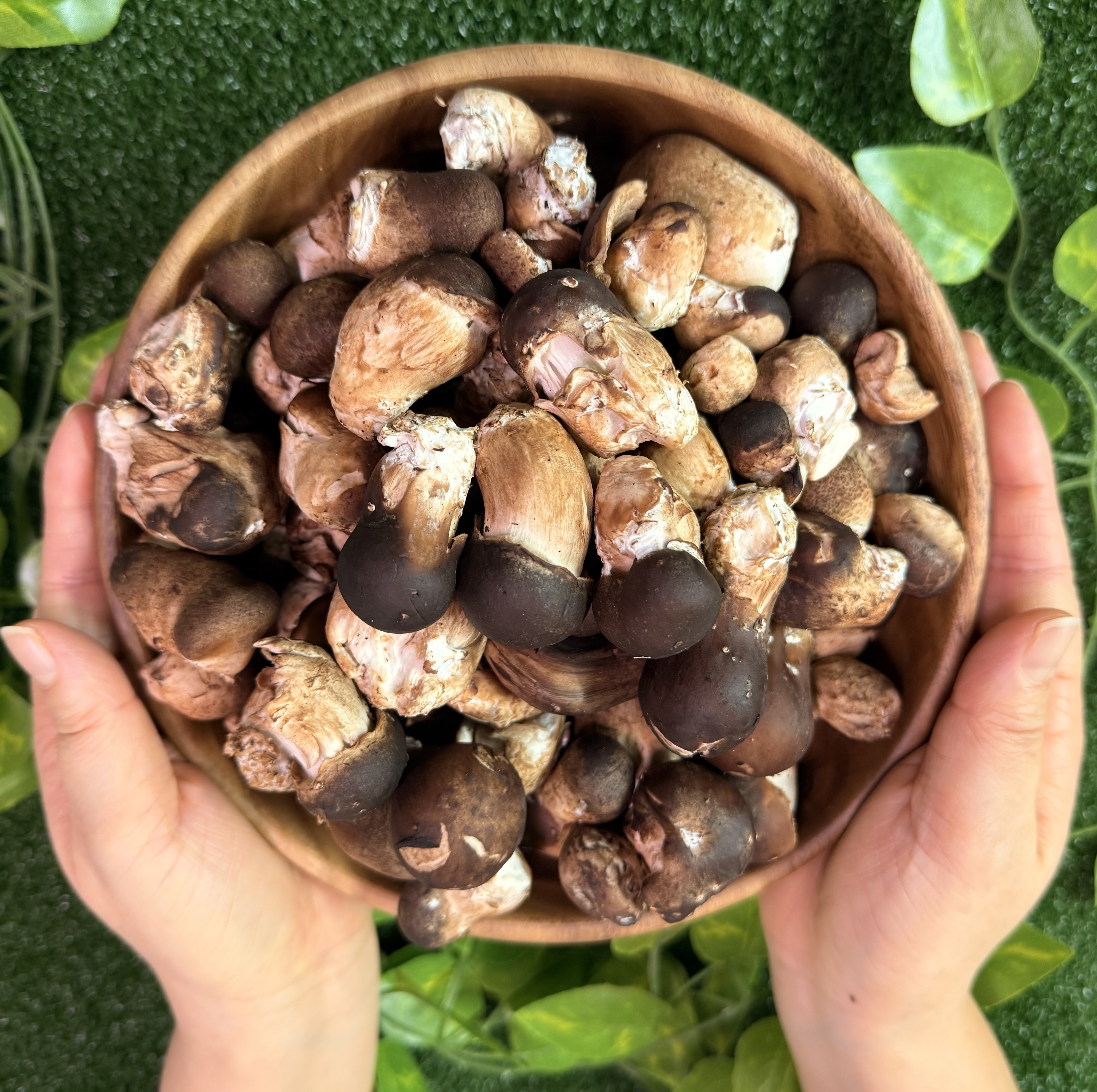 송이송이팜 참송이버섯 유기농가정용 참송이버섯 500g - 상품 이미지