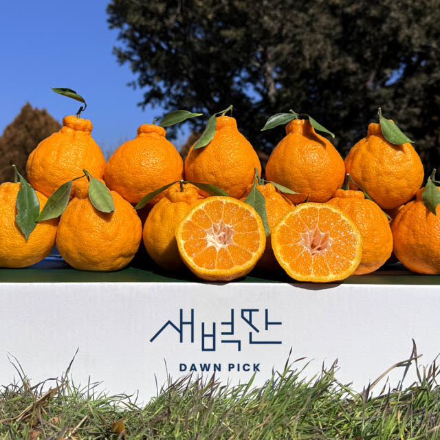 제주 한라봉 가정용 선물용