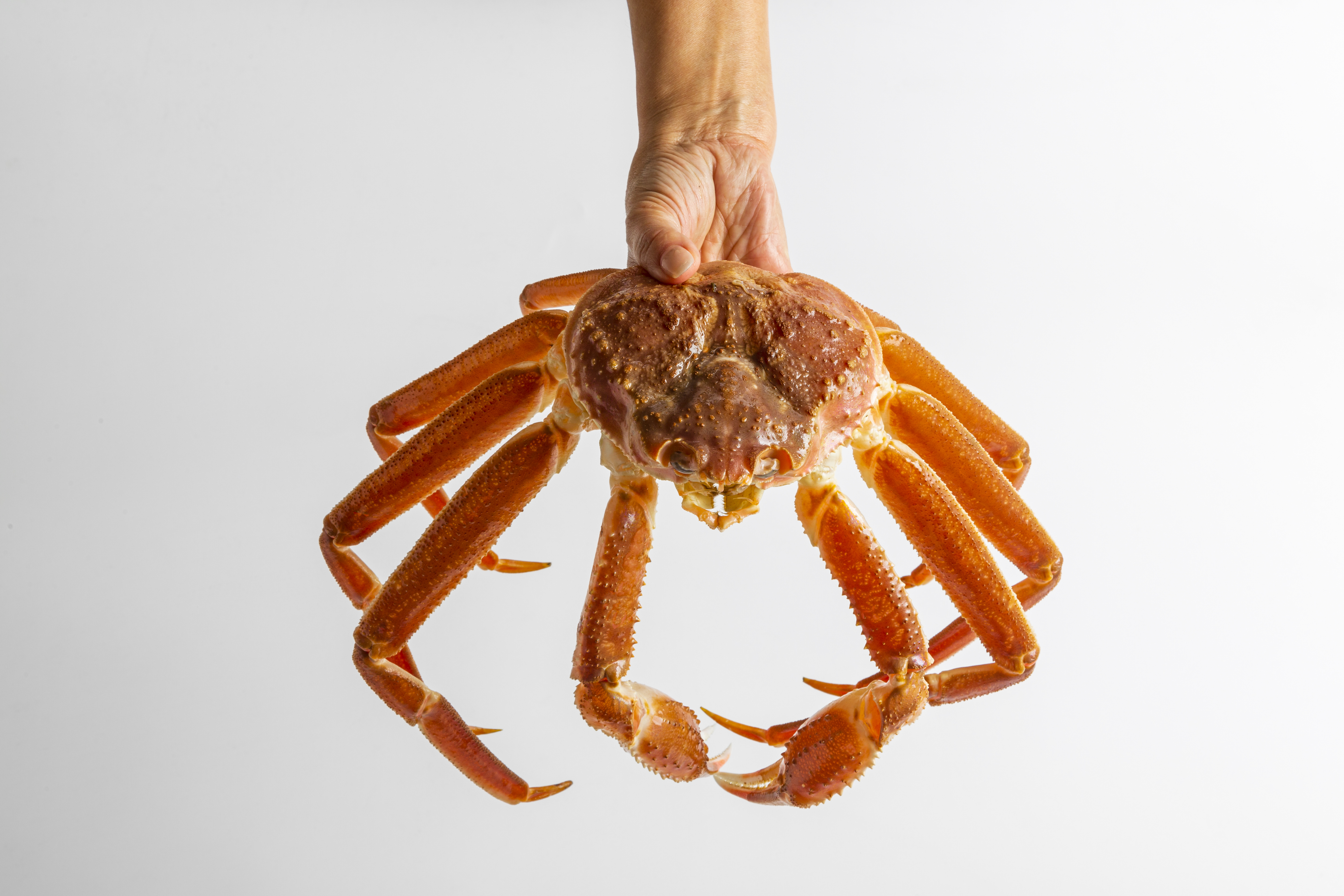 러시아 대게 자숙 박달 스노우크랩 2kg, 1개 - 상품 이미지