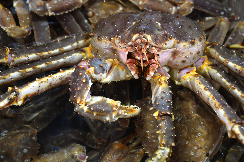 러시아 킹크랩 자숙 레드 블루 시세 싯가 3.5kg, 1개 - 상품 이미지
