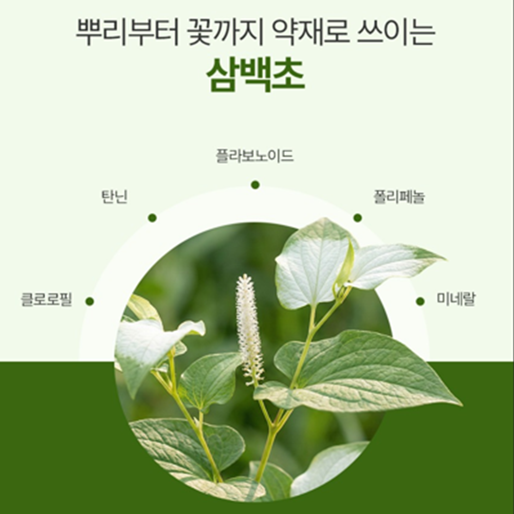 참굿즈 프리미엄 삼백초 추출 분말 가루 국내산 파우더 먹는 방법 효능 200g, 3개 - 상세 이미지 3