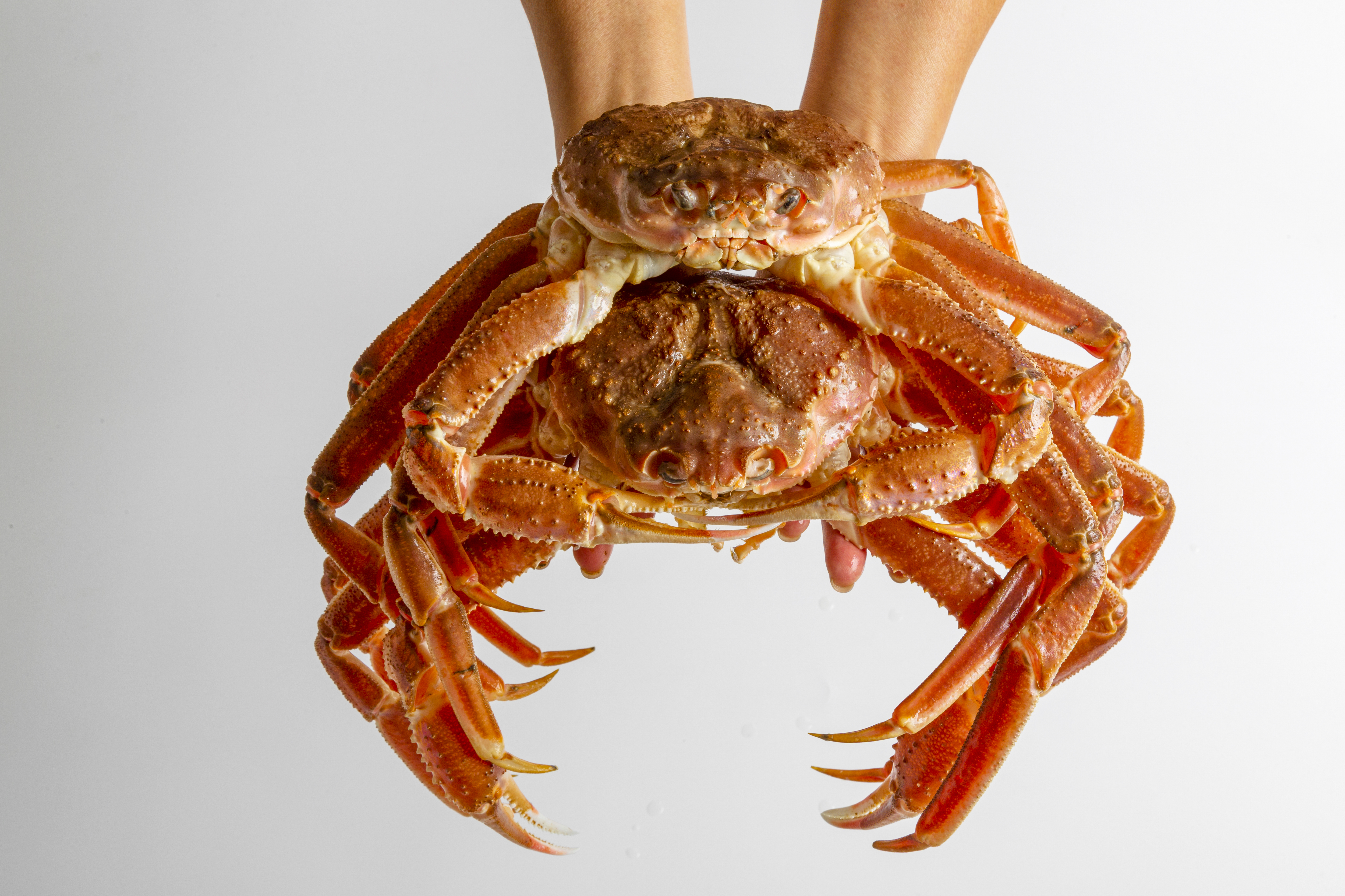 러시아 대게 자숙 박달 스노우크랩 4kg, 1개 - 상품 이미지