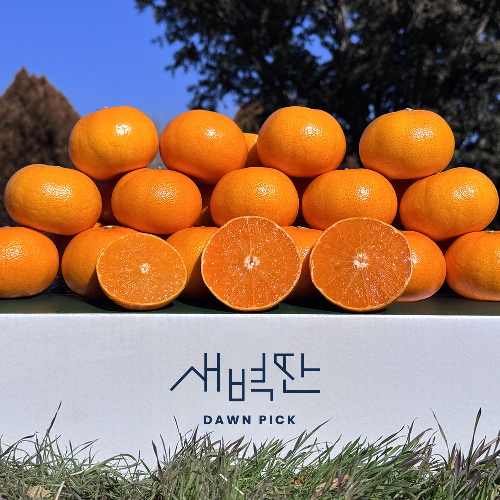 가정용 천혜향 1.5kg 중소과 8-10과