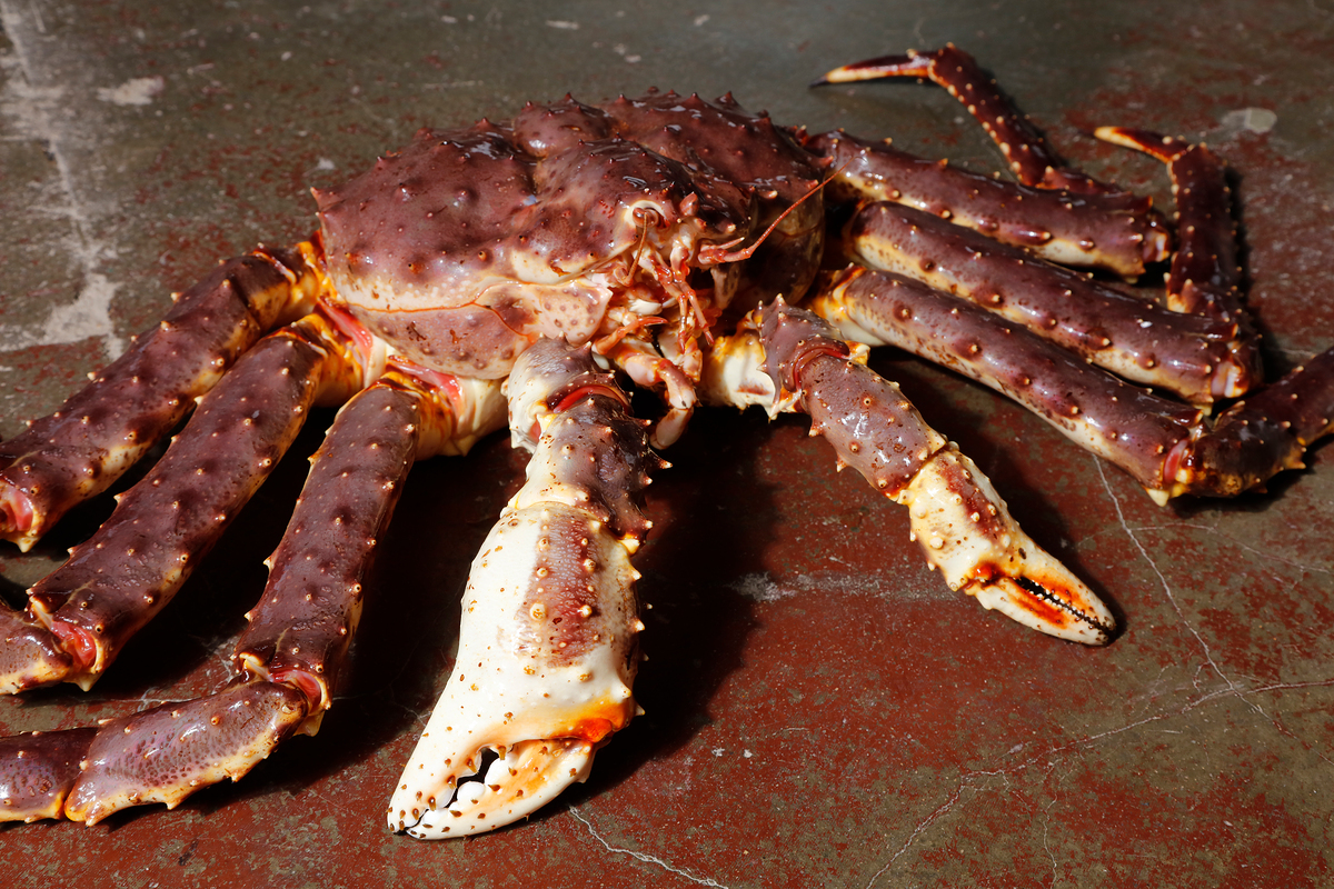 러시아 킹크랩 자숙 레드 블루 시세 싯가 3kg, 1개 - 상품 이미지