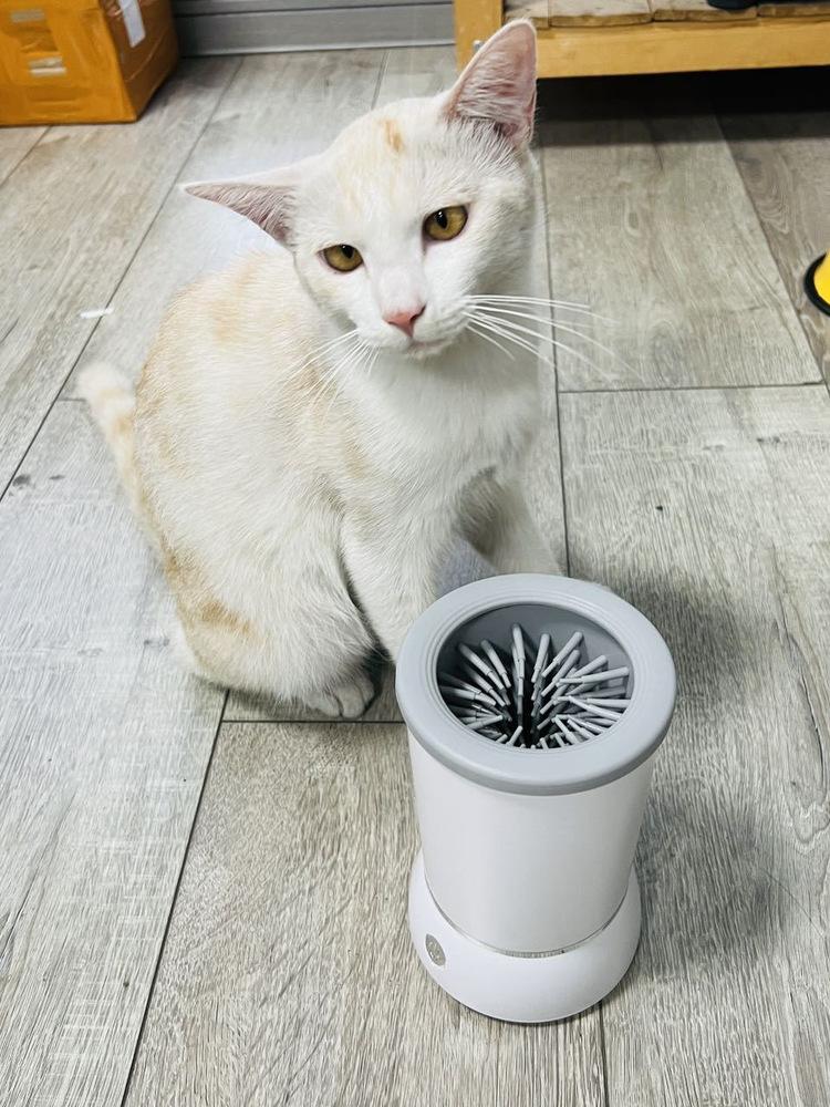 발세정기 대형견 소형견 고양이 발세정 컵 전동 발 세정기 - 상세 이미지 4