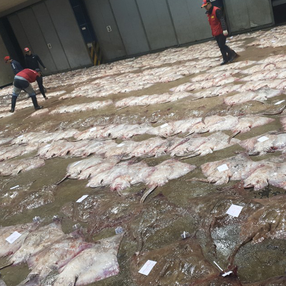 흑산도 국산 홍어 저온숙성 홍어회 숙성도 선택 250g 500g 1kg 이미지 6