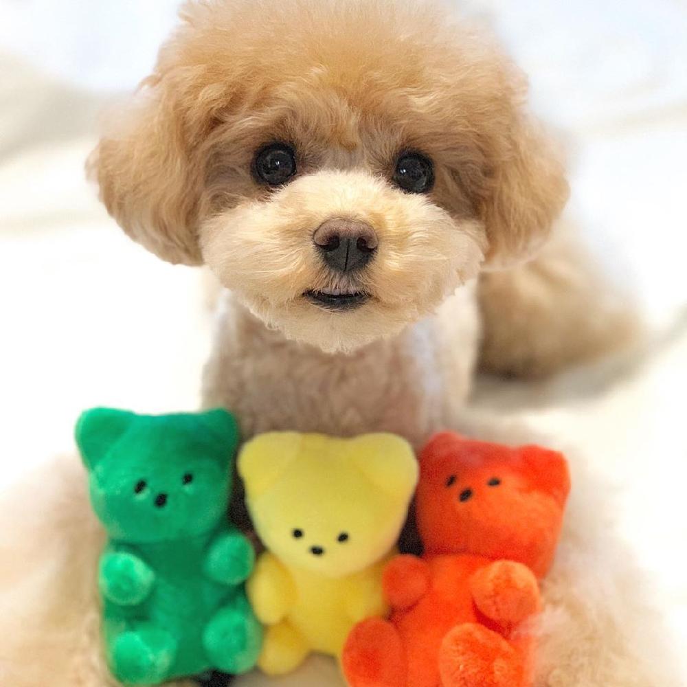 강아지 곰 반려견 인형 애착인형 젤리곰 귀여운 하리보 - 상세 이미지 3