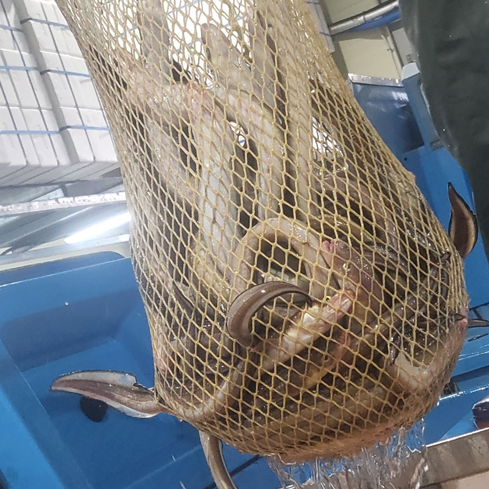 [금서율네] 기장 아나고 회 붕장어 세꼬시 400g - 상세 이미지 2