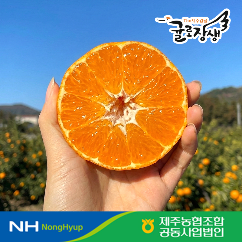 제주 감귤 고당도 레드향 한라봉 구매가이드 제주 감귤 추천 제주 과일 후기