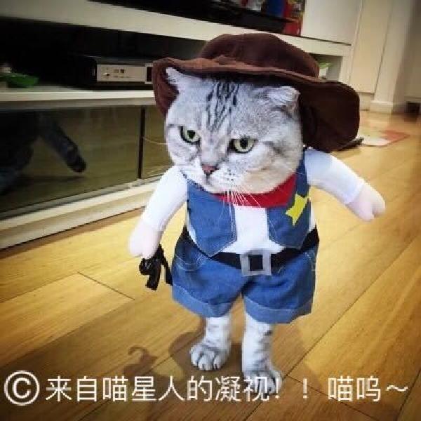 애완견 고양이 파티 강아지 옷 의상 생일 코스프레 할로윈 - 상세 이미지 2