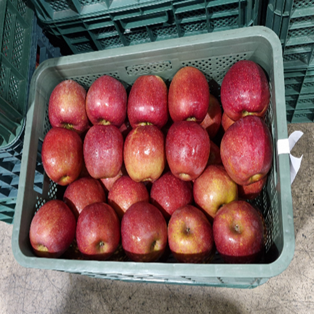 선물포장 사과 청송 꿀 부사 햇 사과 선물용 중과, 3kg, 1개 이미지 6