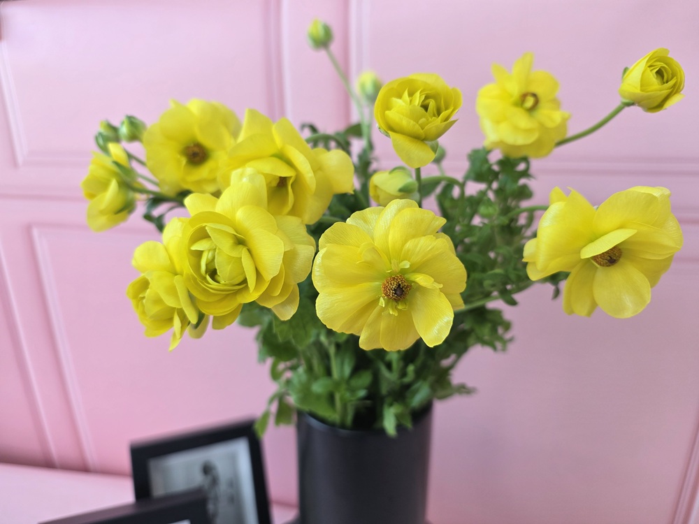 유스풀몰 버터플라이 라넌큘러스 한다발 꽃 생화 택배 꽃배달싼곳 이미지 3