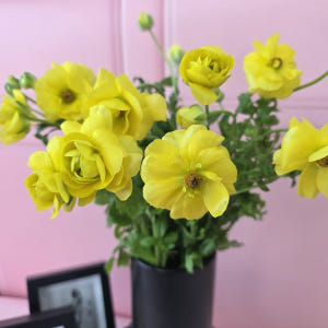 유스풀몰 버터플라이 라넌큘러스 한다발 꽃 생화 택배 꽃배달싼곳 솔직 후기 | 실사용자 리뷰 분석 - 상품 이미지 3