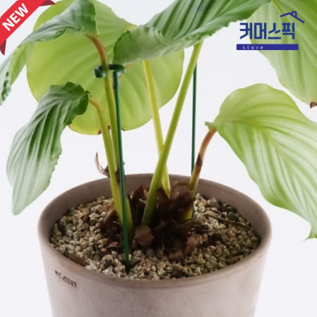 칼라데아 오르비폴리아 화분 관엽식물 공기정화 5p 커머스픽201