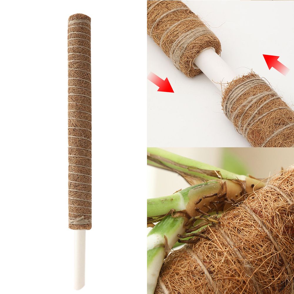 수태봉 몬스테라알보 코코봉 넝쿨 덩굴 연결형 식물지지대 55cm 곰팡이걱정없는 화분 지주대 - 상세 이미지 2