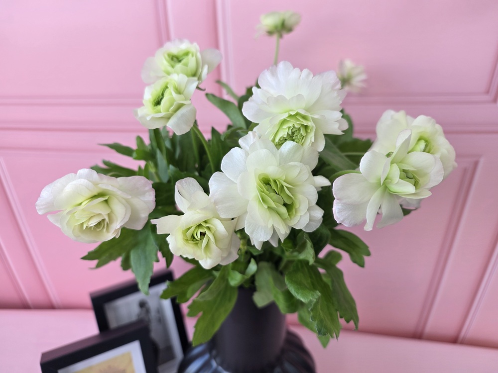 유스풀몰 버터플라이 라넌큘러스 한다발 꽃 생화 택배 꽃배달싼곳 이미지 2