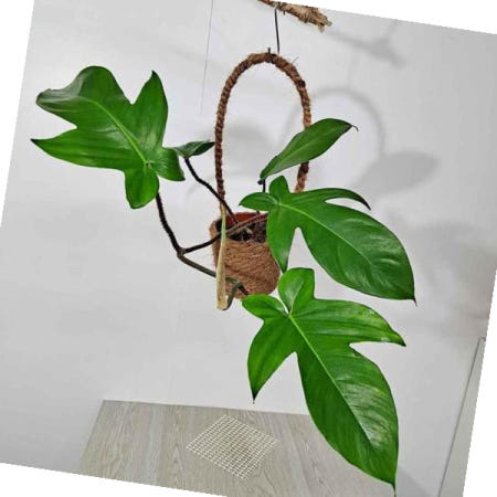 집이건조할때 레드비오리(중) 필로덴드론 스퀘미페럼 마바구니 공기