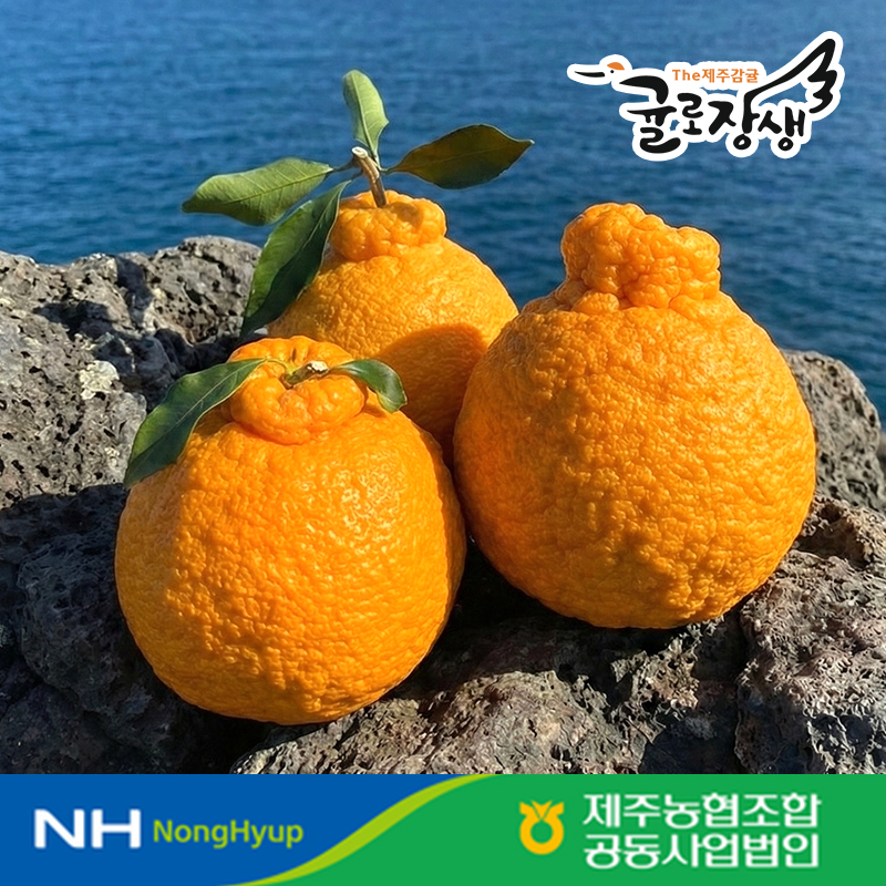 제주 감귤 고당도 레드향 한라봉 구매가이드 제주 감귤 추천 제주 과일 후기