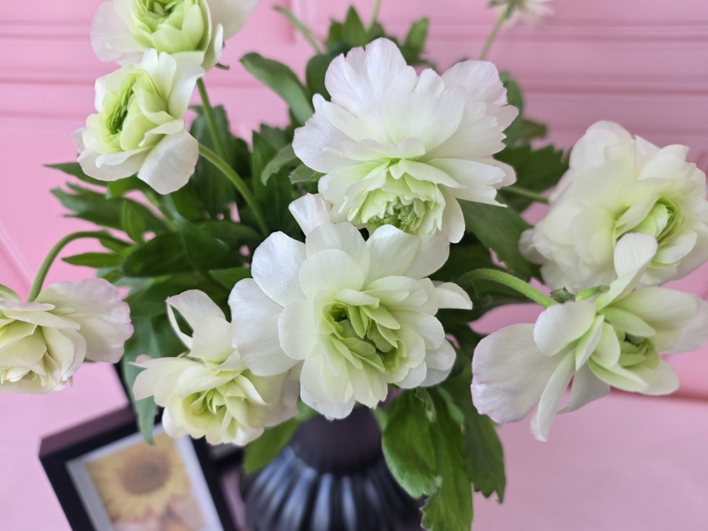 유스풀몰 버터플라이 라넌큘러스 한다발 꽃 생화 택배 꽃배달싼곳 이미지 4