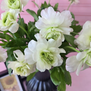 유스풀몰 버터플라이 라넌큘러스 한다발 꽃 생화 택배 꽃배달싼곳 솔직 후기 | 실사용자 리뷰 분석 - 상품 이미지 4