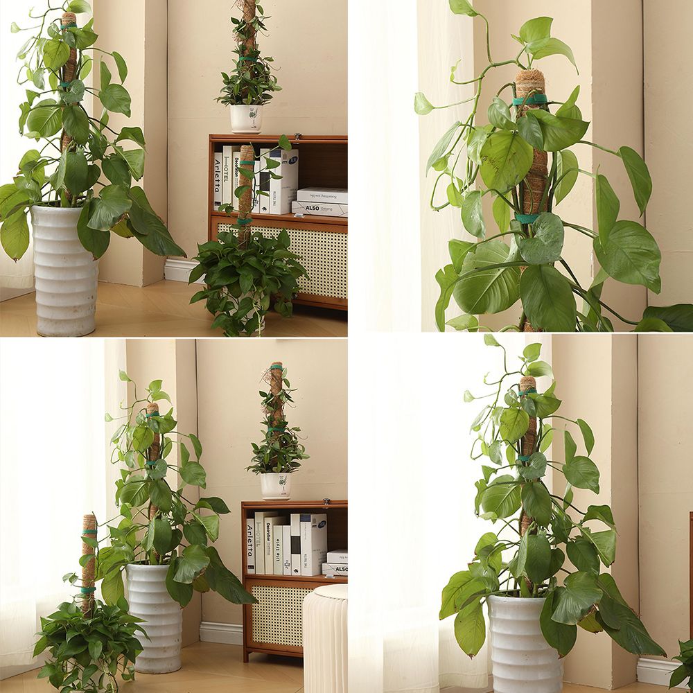 수태봉 몬스테라알보 코코봉 넝쿨 덩굴 연결형 식물지지대 55cm 곰팡이걱정없는 화분 지주대 이미지 7