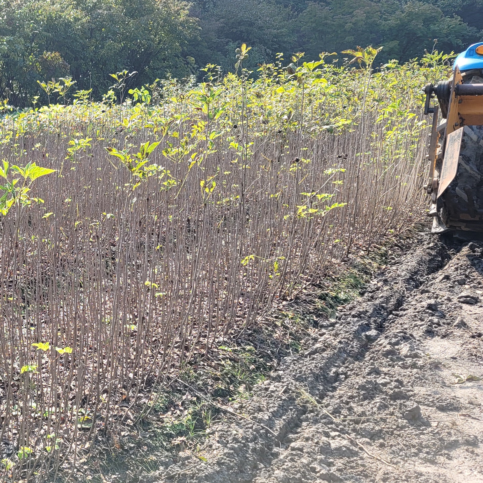오갈피묘목 토종 오가피나무 이미지 4
