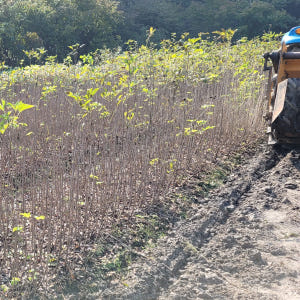 오갈피묘목 토종 오가피나무 실사용 후기 | 효과 있을까? - 상품 이미지 4
