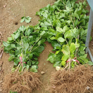 오갈피묘목 토종 오가피나무 실사용 후기 | 효과 있을까? - 상품 이미지 1