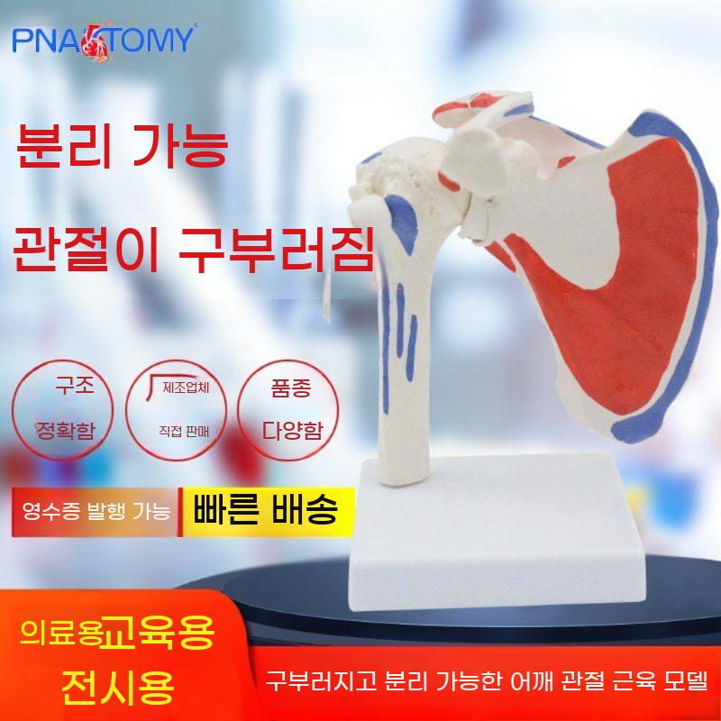 회전근개 인체 교육 어깨 정형외과 모형 과학 병원 해부 근육 인대 해부학 교구 관절 신체 - 상세 이미지 2