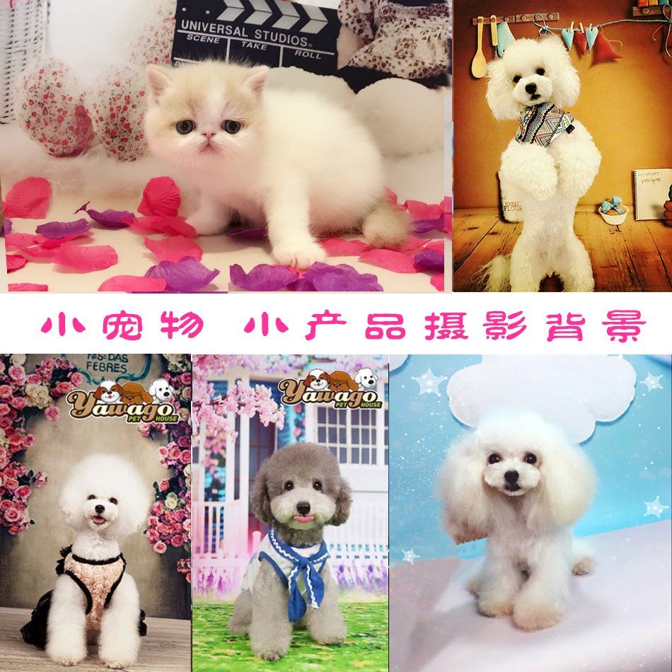 강아지 고양이 백일 애견 포토존 촬영용 배경 스튜디오 촬영 배경지 사진 100일 - 상세 이미지 4