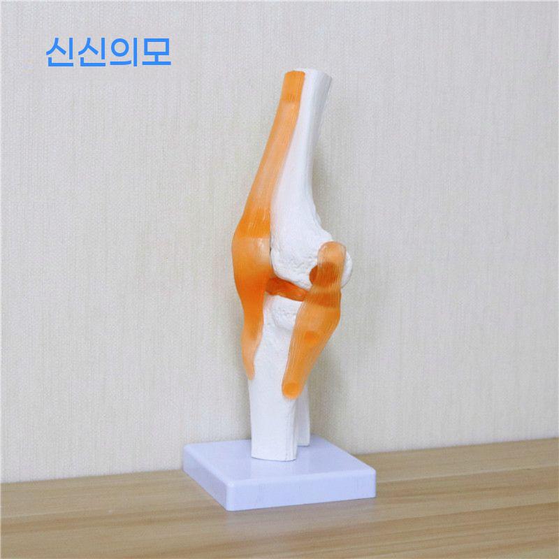 무릎 모형 의료용 교육 관절 슬관절 수업 인대 교육용 해부학 인체모형 인체 뼈 인대모형 - 상세 이미지 3