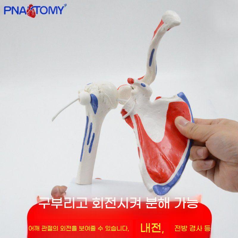 회전근개 인체 교육 어깨 정형외과 모형 과학 병원 해부 근육 인대 해부학 교구 관절 신체 - 상세 이미지 3