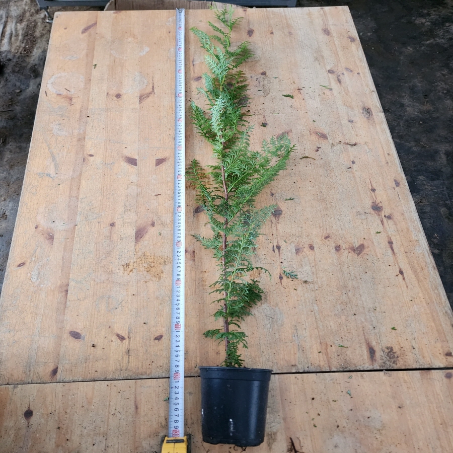 편백나무 4년 60cm 플러그묘 - 상세 이미지 4