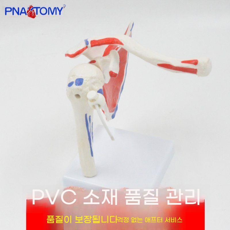 회전근개 인체 교육 어깨 정형외과 모형 과학 병원 해부 근육 인대 해부학 교구 관절 신체 - 상세 이미지 5