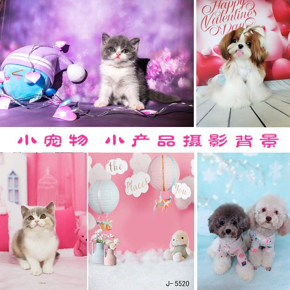 강아지 고양이 백일 애견 포토존 촬영용 배경 스튜디오 촬영 배경지 사진 100일 - 상세 이미지 2