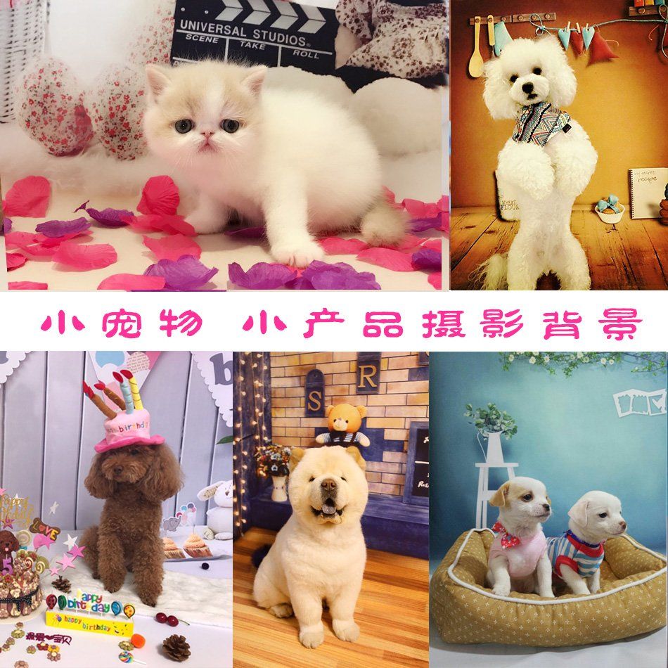 강아지 고양이 백일 애견 포토존 촬영용 배경 스튜디오 촬영 배경지 사진 100일 - 상세 이미지 3