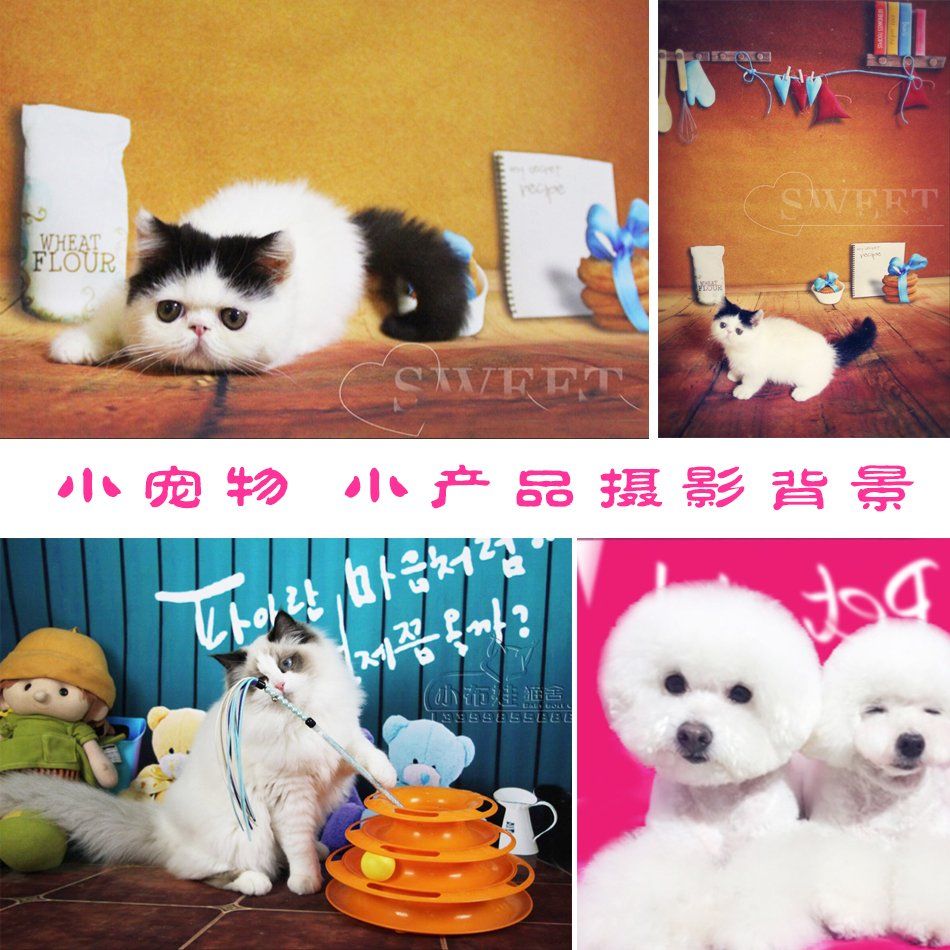 강아지 고양이 백일 애견 포토존 촬영용 배경 스튜디오 촬영 배경지 사진 100일 - 상세 이미지 5