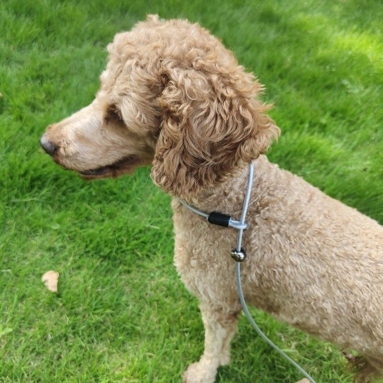 목줄없는 강철와이어 반려동물 리드줄 강아지 고양이 겸용 - 상세 이미지 2