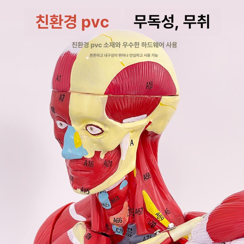 해부학 모델 근육 교육 투명 인체모형 의대 실습 골격 50cm 분리불가 - 상세 이미지 3