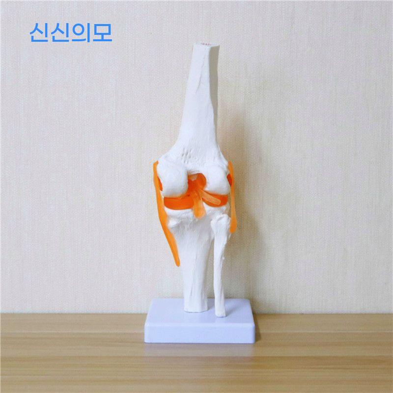 무릎 모형 의료용 교육 관절 슬관절 수업 인대 교육용 해부학 인체모형 인체 뼈 인대모형 - 상세 이미지 2