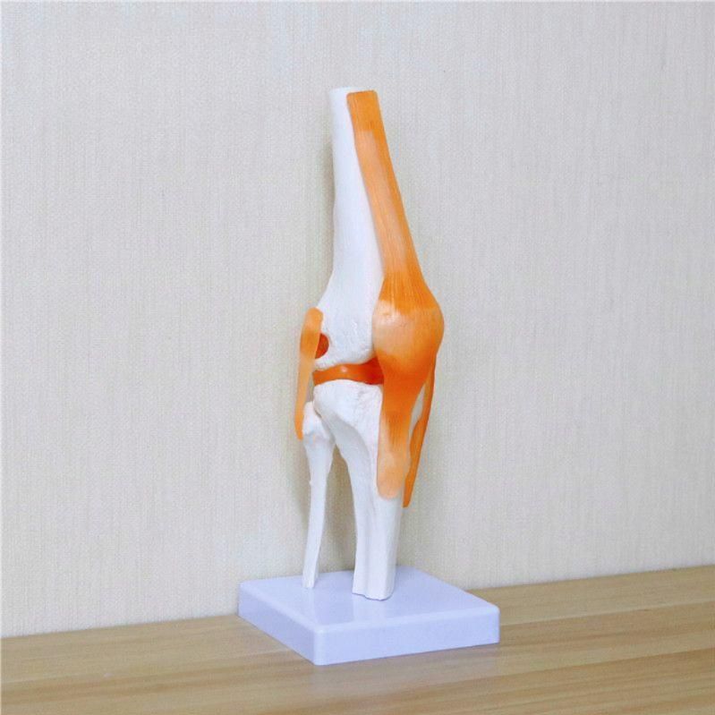 무릎 모형 의료용 교육 관절 슬관절 수업 인대 교육용 해부학 인체모형 인체 뼈 인대모형 - 상품 이미지