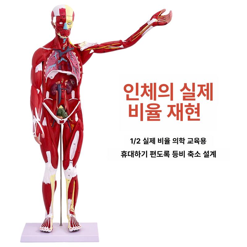 해부학 모델 근육 교육 투명 인체모형 의대 실습 골격 50cm 분리불가 - 상세 이미지 4