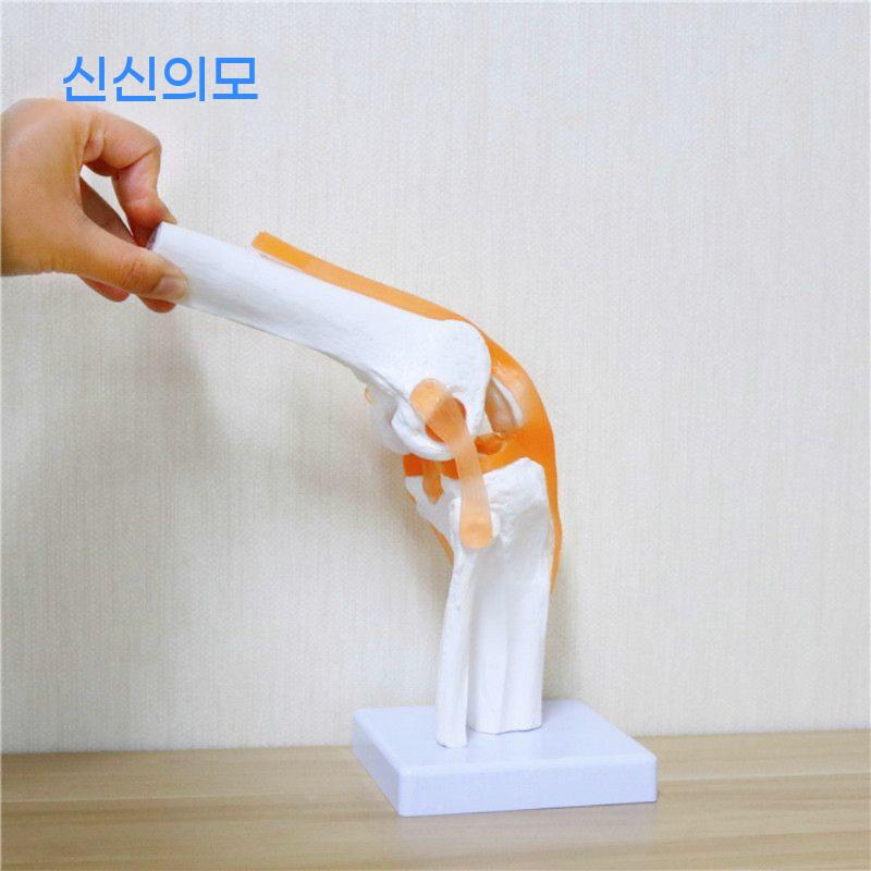 무릎 모형 의료용 교육 관절 슬관절 수업 인대 교육용 해부학 인체모형 인체 뼈 인대모형 - 상세 이미지 4