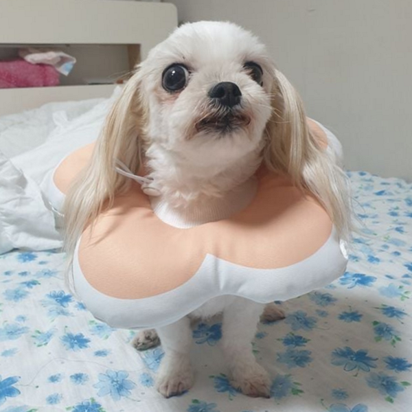 도넛 강아지 넥 카라 패딩 고양이 넥 카라 생활 방수 - 상품 이미지