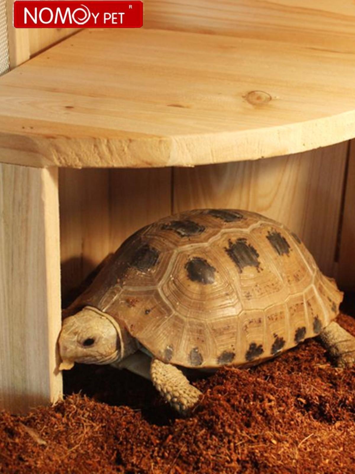 육지거북이 은신처 파충류 도마뱀 거북이 하우스